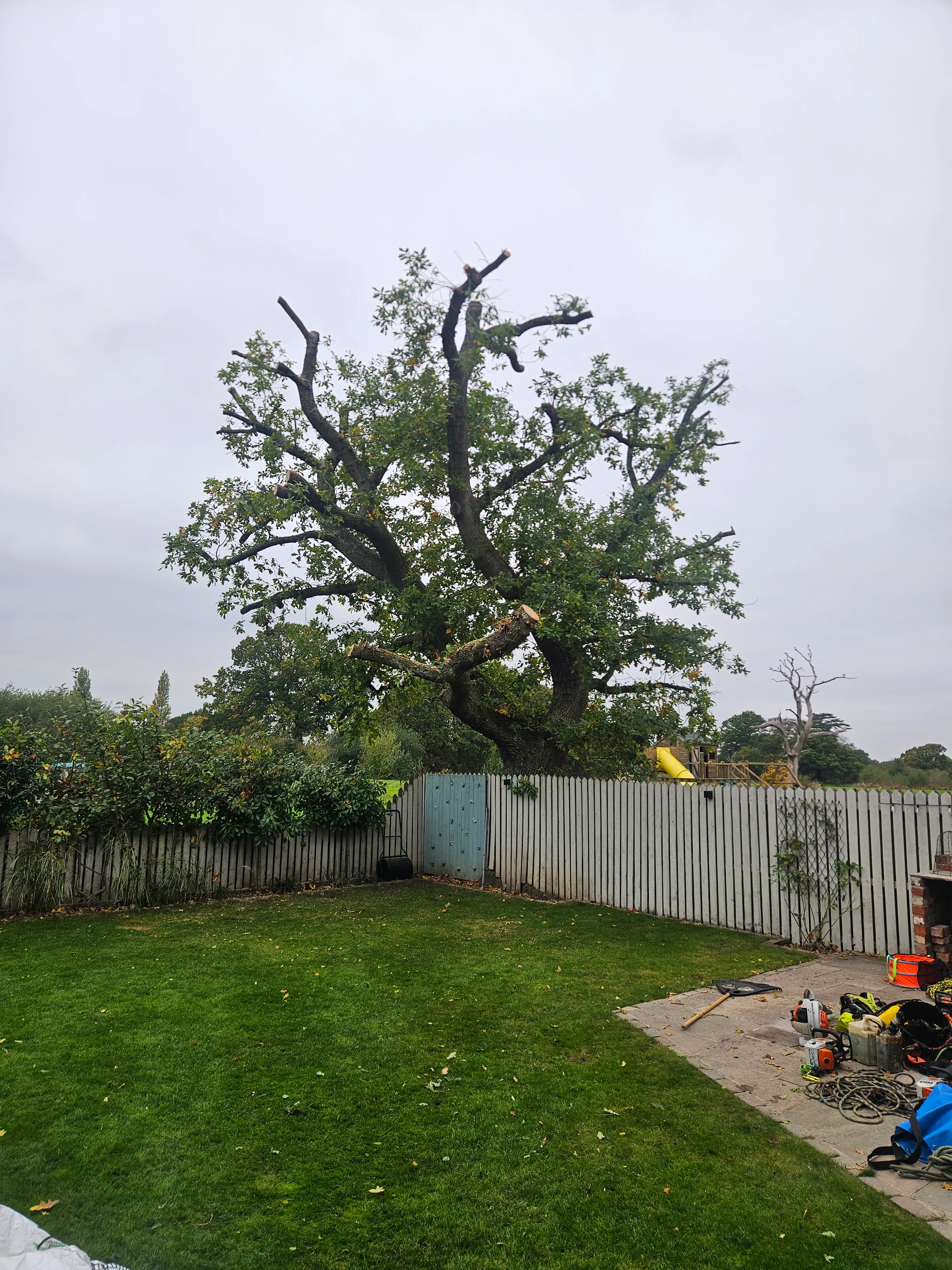 A large tree in a backyard next to a fence.