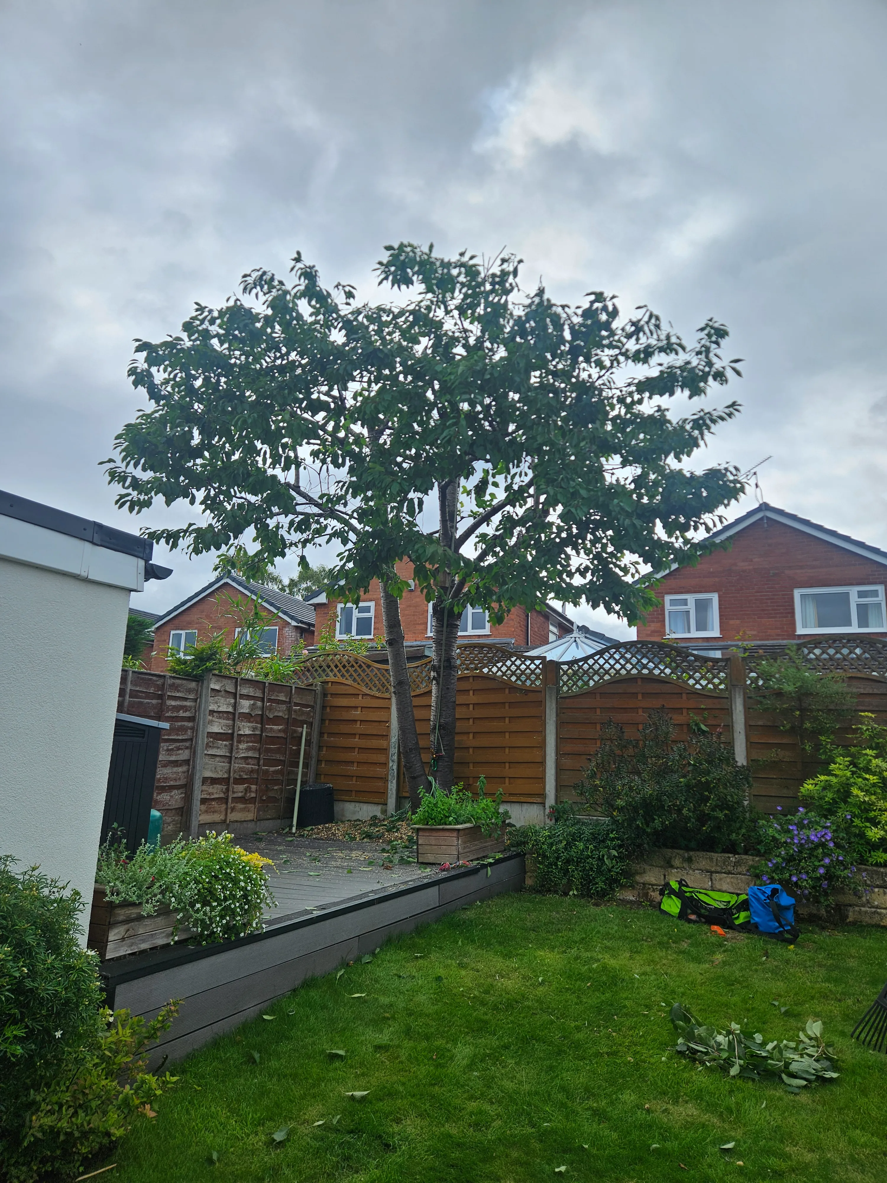 A tree in a yard with a fence around it.