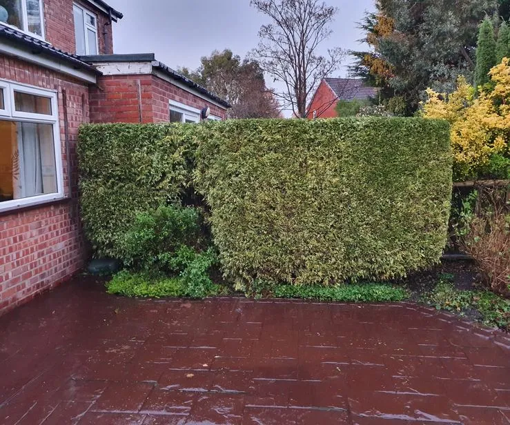 A large hedge next to a brick building.