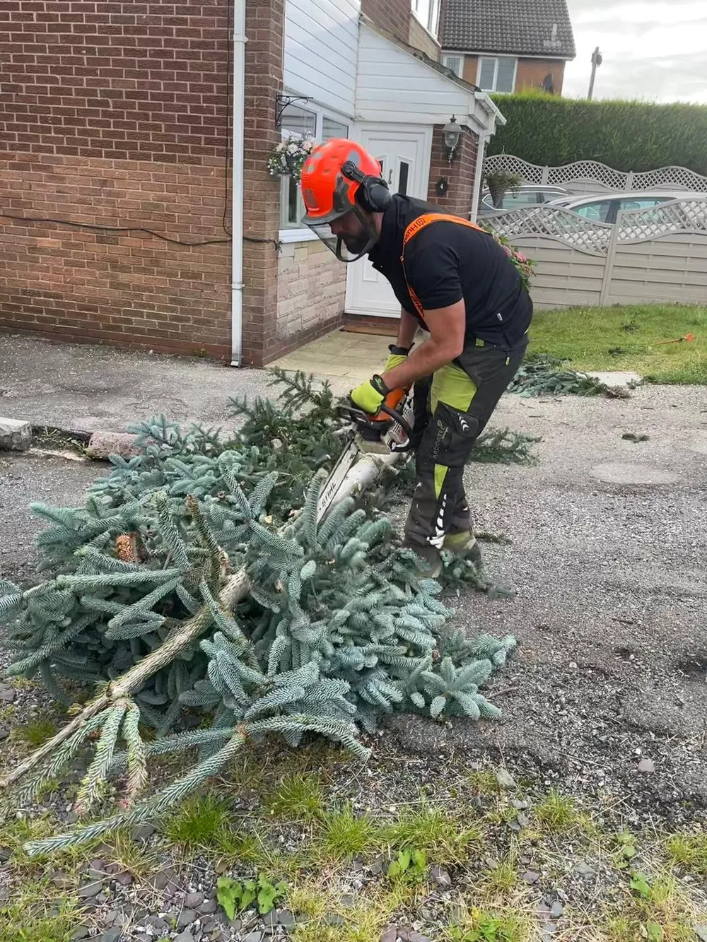 A man with a chainsaw cutting a tree.