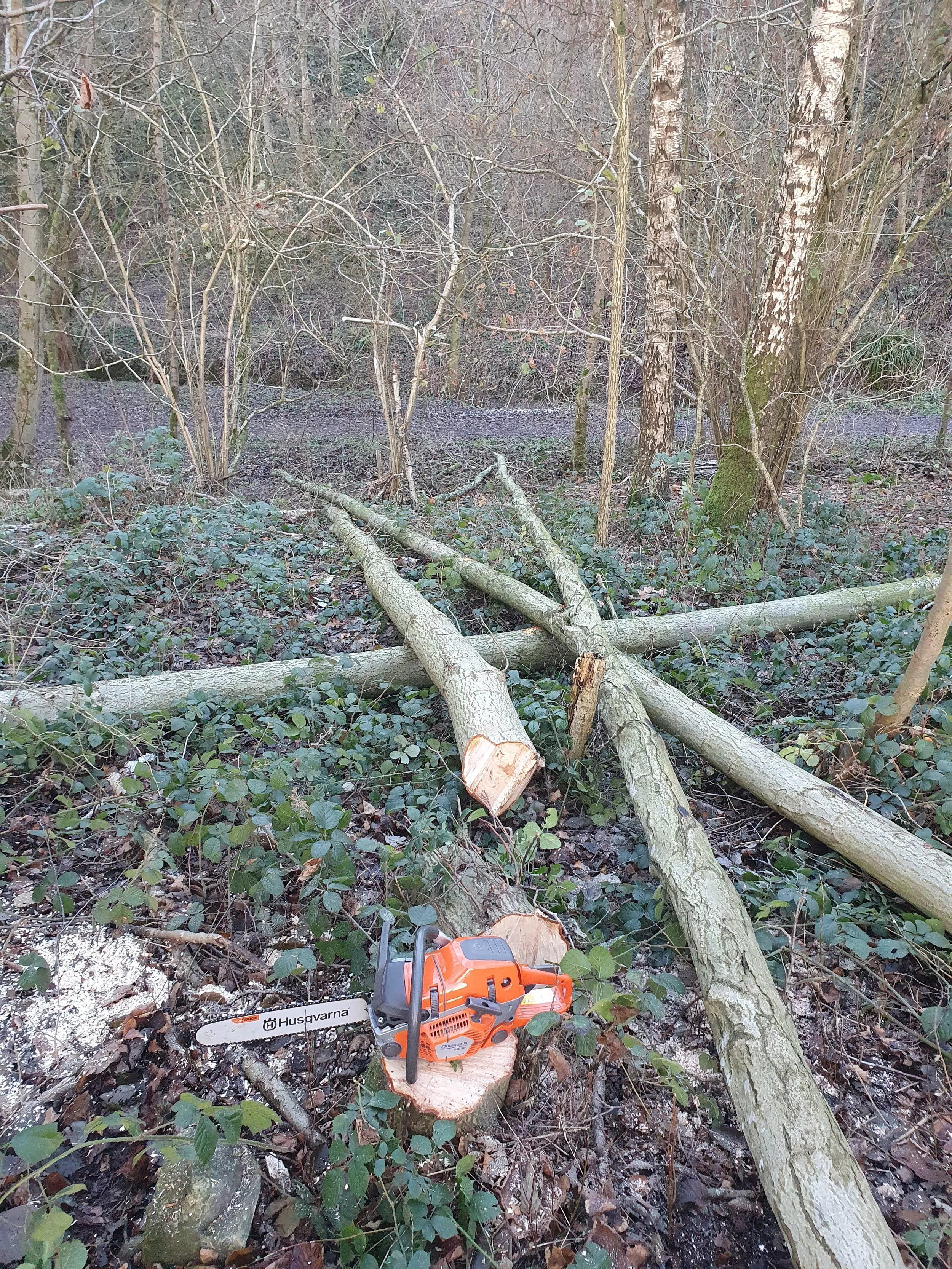 A tree that has been cut down in the woods.